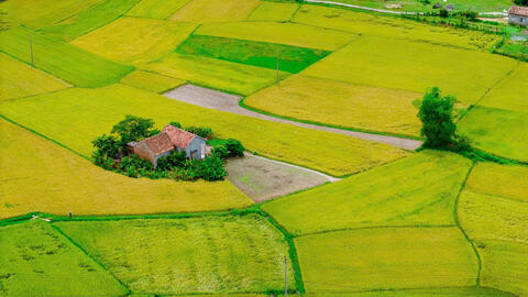 Nét đẹp mùa lúa chín