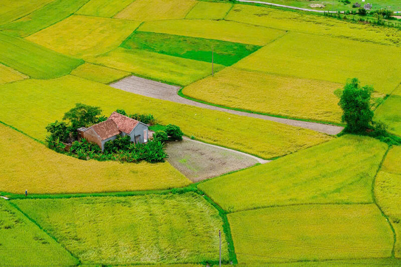 Nét đẹp mùa lúa chín